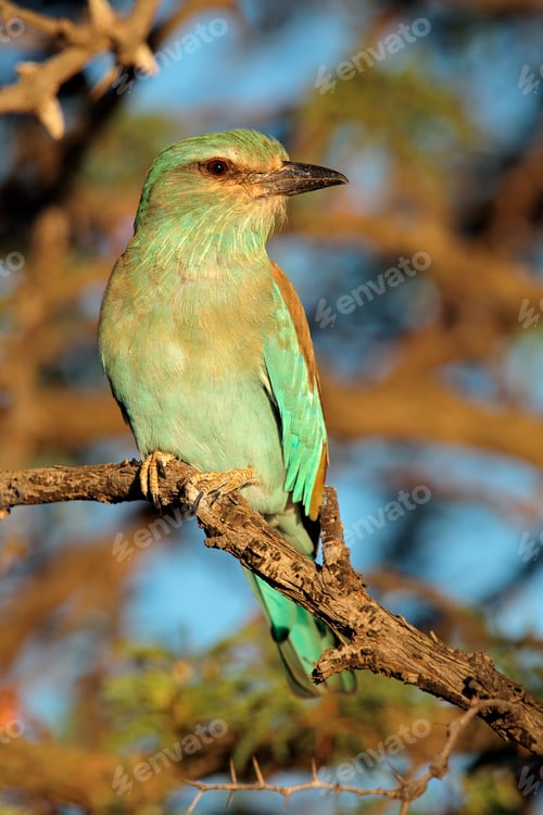 Preview: European roller on a branch