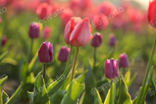 Preview: Field with fresh beautiful tulips. Blooming flowers