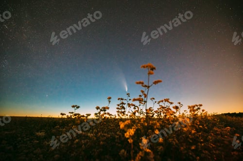 Preview: Comet Neowise C 2020 F3 In Night Starry Sky Above Flowering Buckwheat. summer Night Stars in blue