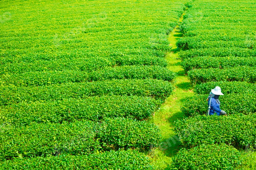 Preview: worker plucking tea leaf in fresh green tea agriculture field in nature mountain