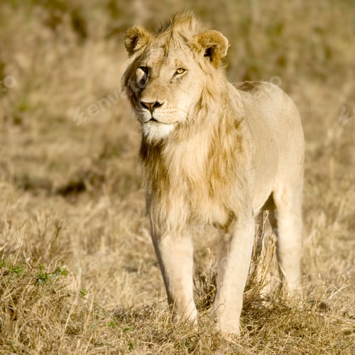 Preview: Lion Masai mara Kenya