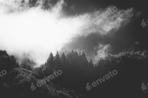 Preview: Misty landscape with fir forest