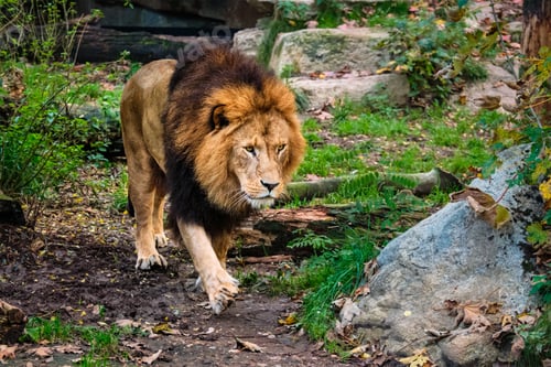 Preview: Lion in jungle forest in nature
