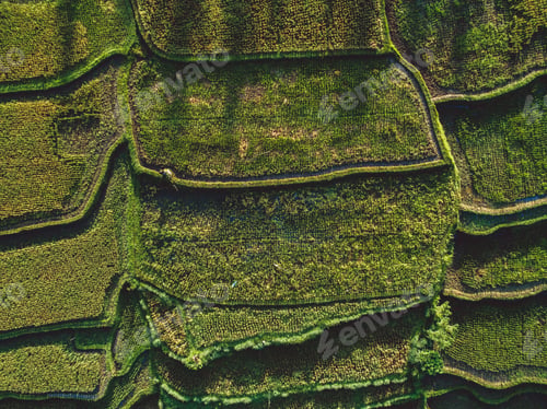 Preview: Rice terraces