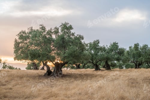 Preview: Olive trees at sunset