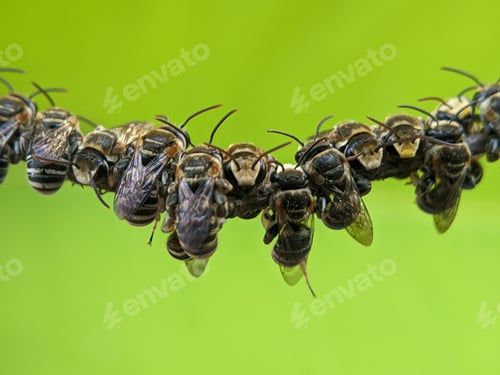 Preview: A group of Lipotriches (sweat bees) resting on a tree branch on green backgound.