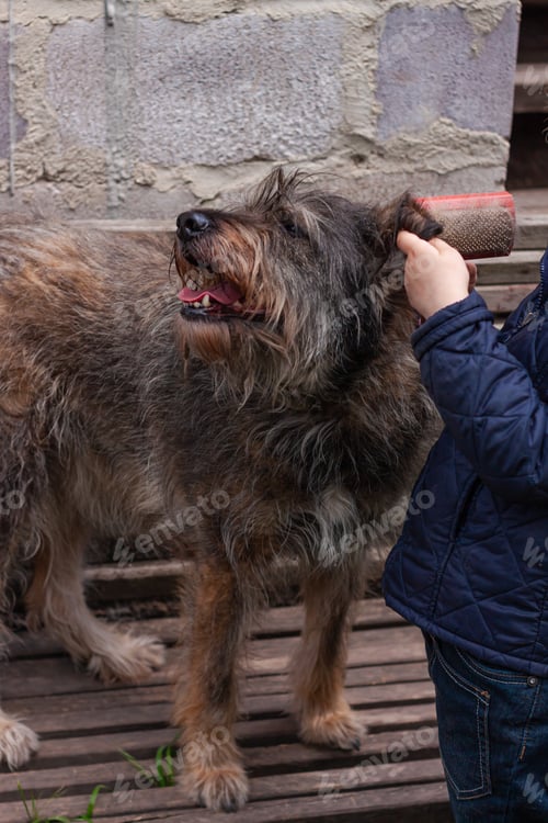 Preview: Little girl combing a dog outside Long shedding dogs coat on comb pets Excess canine hair loss care