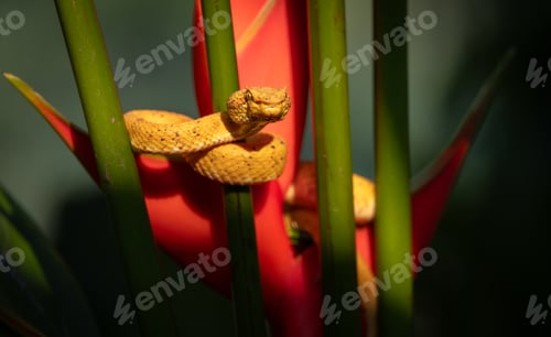 Preview: An Eyelash Viper in Costa Rica