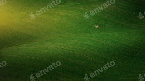 Preview: Endless green field with grazing animal