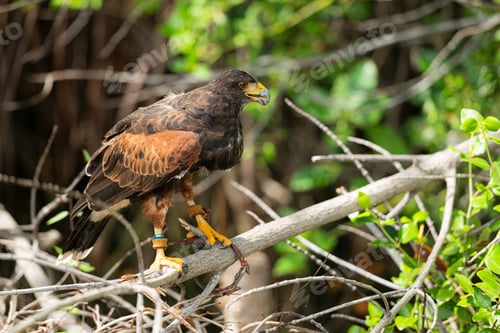 Preview: Harris hawk is resting in the trees