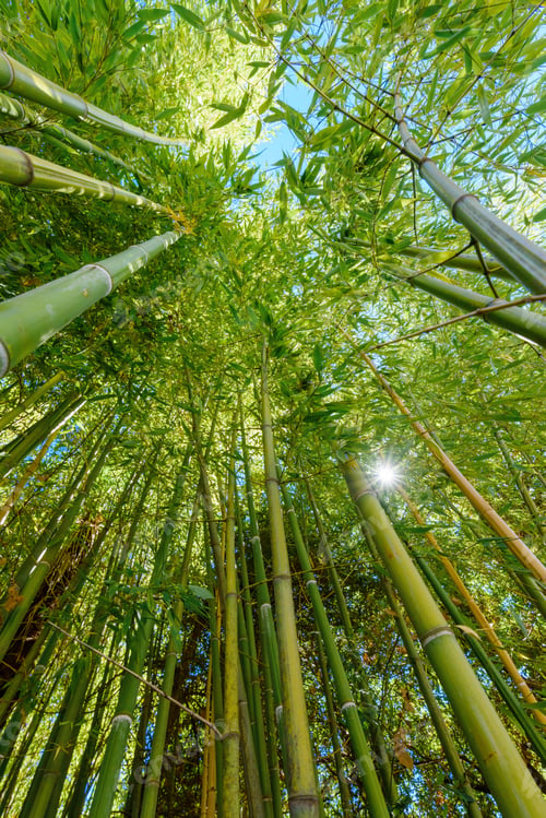 Preview: Low angle view of green bamboo plant in summer