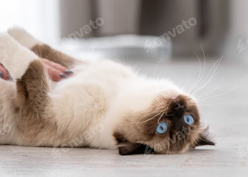 Preview: Ragdoll cat portrait