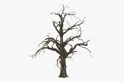 Preview: Barren Ancient Tree