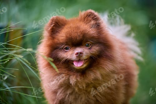 Preview: Fluffy pomeranian spitz in lush greenery
