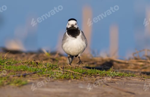 Preview: White wagtail, Motacilla alba. a bird walks along the shore near the river in search of food