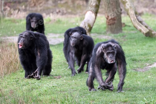 Preview: chimpanzee (Pan troglodytes) portrait