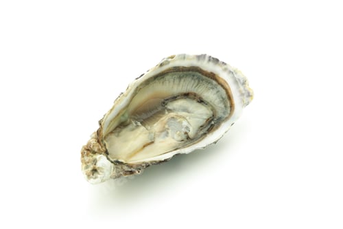 Preview: Concept of seafood, oyster isolated on white background