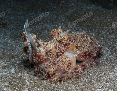 Preview: A young octopus catches a plaice