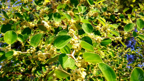 Preview: Closeup of lush green tree with flowers in bloom in sunlight