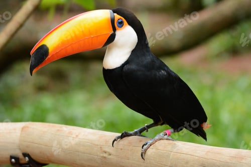 Preview: Vibrant closeup image of a Toco toucan, its beak open and showing off its colourful feathers