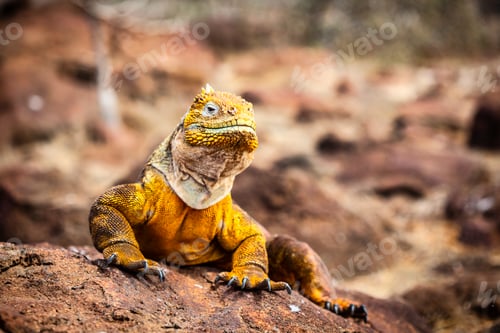 Preview: land iguana (Conolophus subcristatus) endemic to Galapagos islands