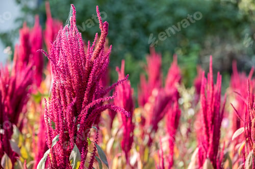 Preview: Isolated Indian red and green amaranth plant lit by sun on blurred blooming field and bright green