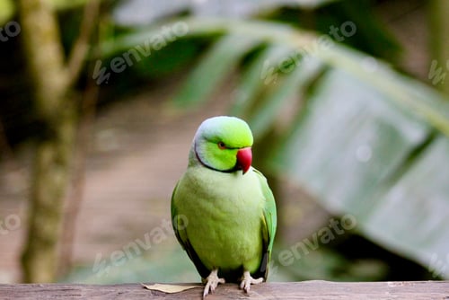 Preview: Green bird on tree against green background