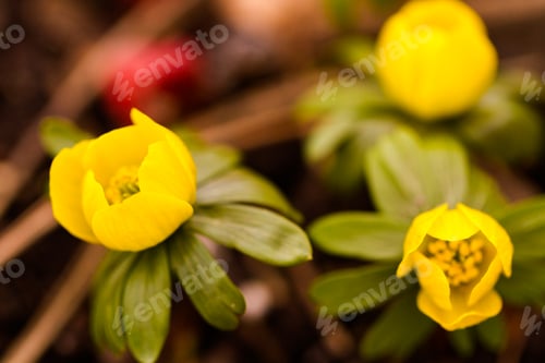 Preview: Eranthis