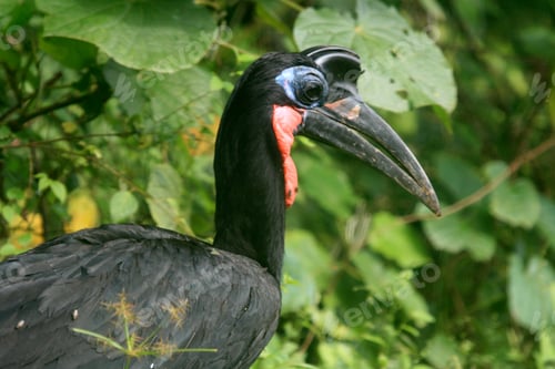 Preview: Ground Hornbill - Murchison Falls NP, Uganda, Africa