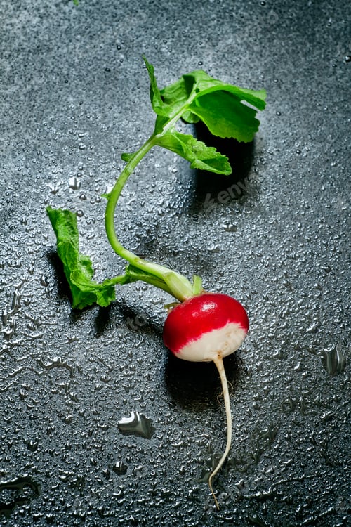 Preview: Fresh radishes with water drops