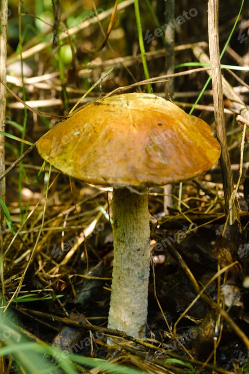 Preview: In the forest grows a magnificent mushroom podberezovik. Forest mushrooms