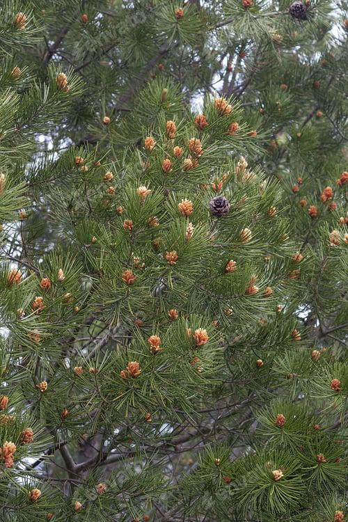 Preview: Lace-Bark Pine (Pinus Bungeana). Tree With Pollen And Seed Cones
