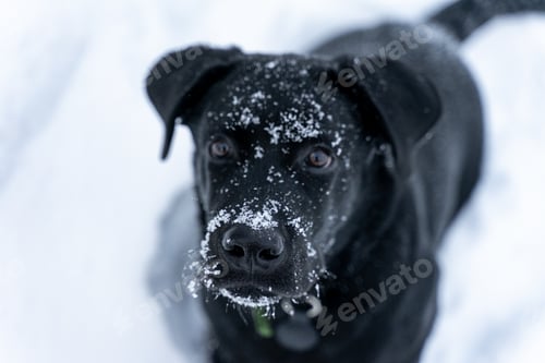 Preview: Portrait of an interested Labrador puppy, a black dog sitting in the snow looking at the camera