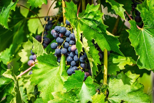 Preview: Lush Grapevine Canopy A Bounty of Ripening Grapes Amidst Verdant Foliage in Summer