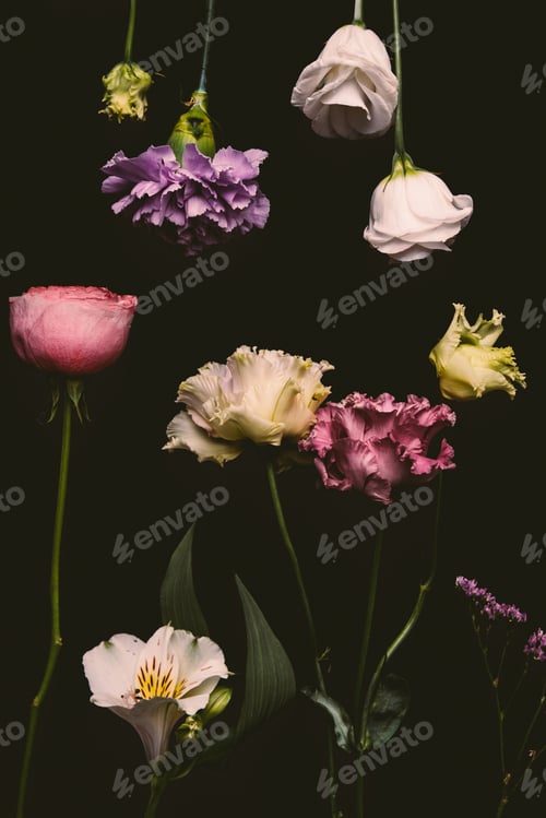 Preview: close up view of beautiful fresh blossoming flowers isolated on black