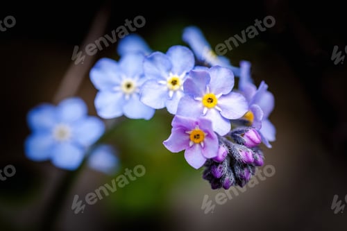 Preview: Close-up of vibrant blue liliac flowers in full bloom