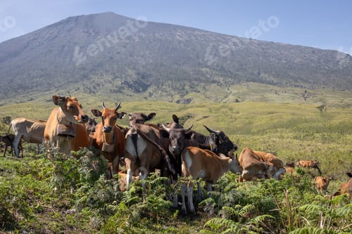 Preview: Herd of cows grazing near a volcano in Lombok