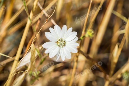 Preview: Hayfield Tarweed (Hemizonia congesta) wildflower, California