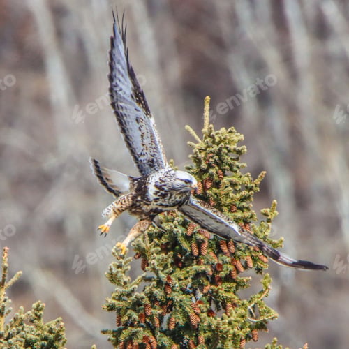 Preview: A ruff legged hawk taking off from a tree
