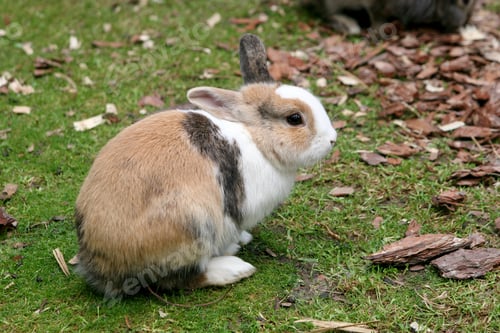 Preview: Selective focus shot of a rabbit in the yard