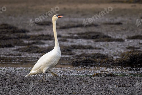 Preview: a white swan in shallow mud near grass and dirt area
