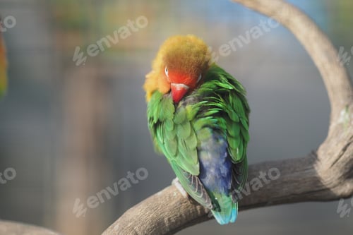 Preview: Colorful bird resting on a branch in a wildlife setting