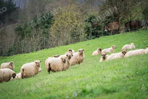 Preview: Flock of sheep grazing in green pasture with donkeys in background