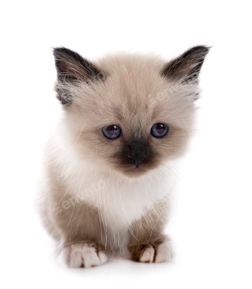 Preview: birman kitten in studio