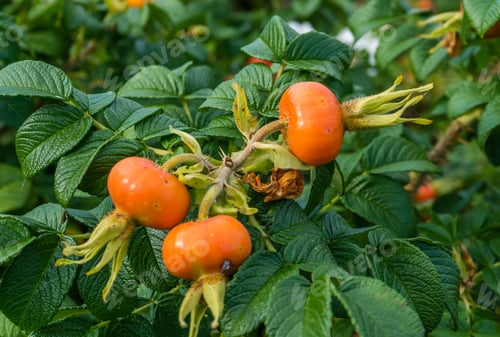 Preview: Close-Up Shot Of Orange Flower Buds.