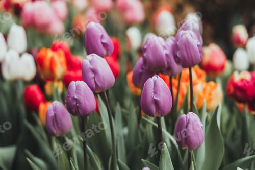 Preview: Beautiful tulips blooming flowers in a garden