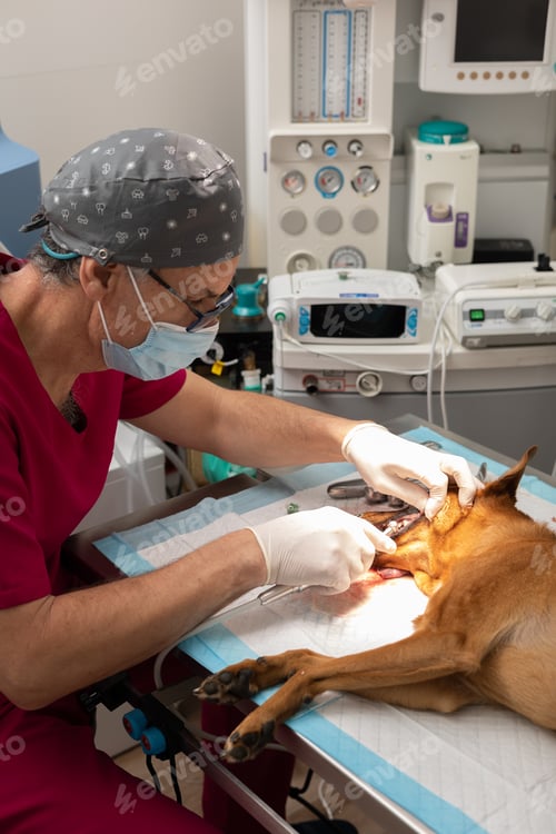 Preview: Veterinarian performing dental cleaning on a dog with sedation in the operating room.