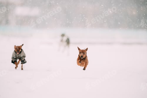 Preview: Miniature Pinscher Pinchers Min Pin Playing And Running Together