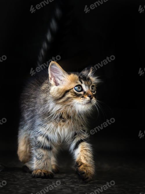 Preview: walk kitten