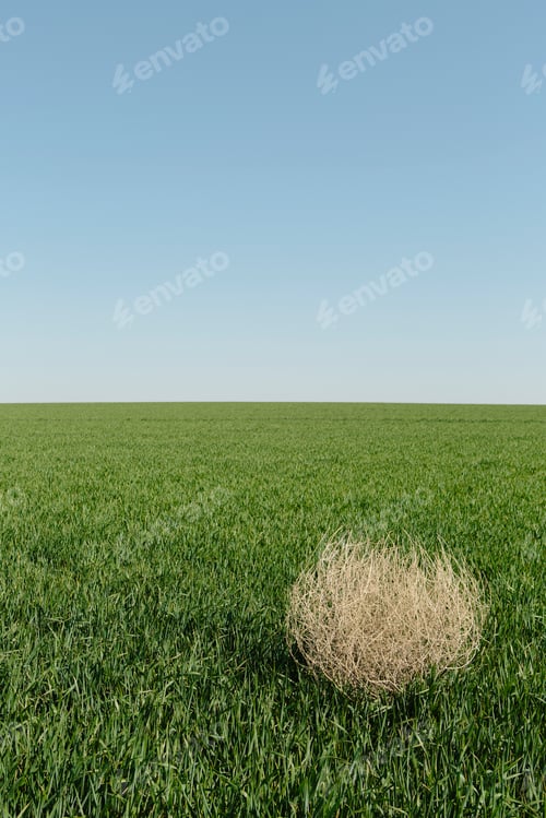Preview: Sagebrush, tumbleweed blowing across a field of growing wheat crop in the farmland.